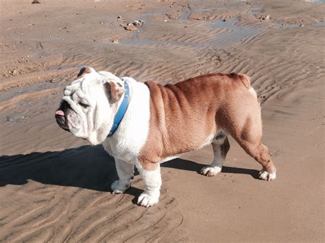 English Bulldog beach | Bulldog, English bulldog puppies, Bulldog puppies