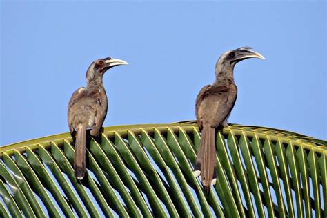 Free Images - indian grey hornbill