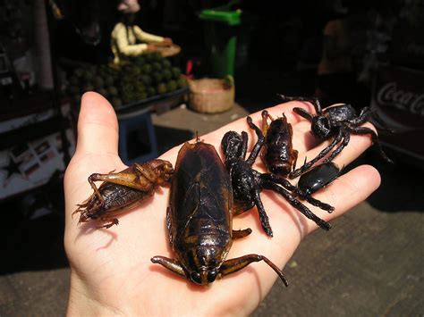 Eating deep fried tarantula in Cambodia: would you try it? - Luc & June ...