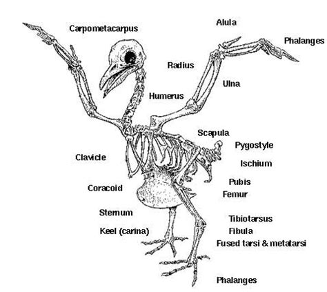 Épinglé par Le Facteur et l'oiseau ! sur Morphologie et mécanisme ...