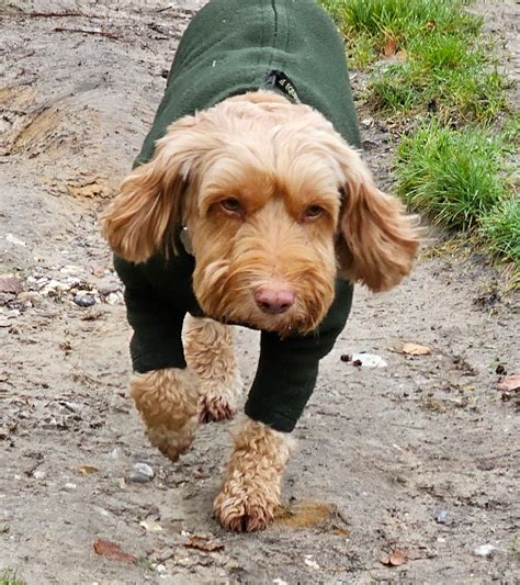 Bella, Akira, Lula, Ralph & Obi ♥️♥️🐾🐾🐕🐕 - Pooches of Poole