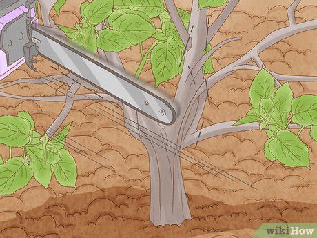 how much to remove bushes