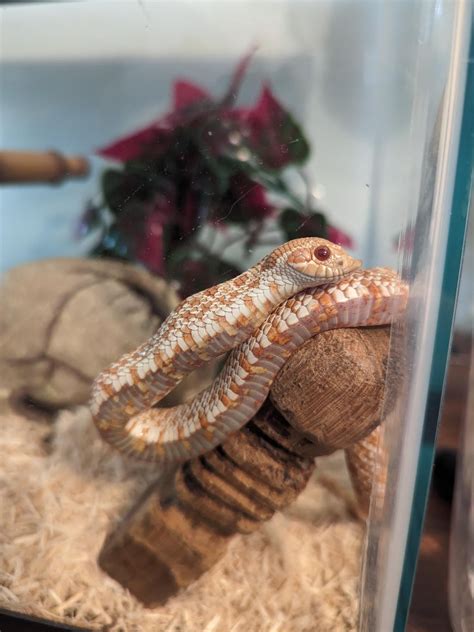 My boy Snoop Hogg is a certified glass surfer : r/hognosesnakes