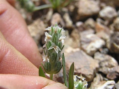 plantain northeast school  botanical medicine