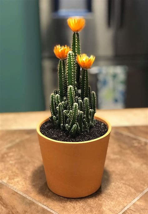 cactus flower plant 1
