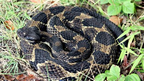 Species Spotlight: Timber rattlesnake