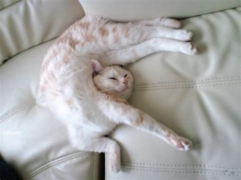 Funny sleeping cats