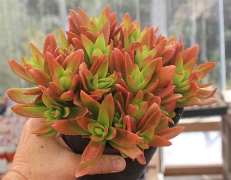 Крассула Capitella Campfire Крассула Капителла Кэмпфайер (Crassula ...