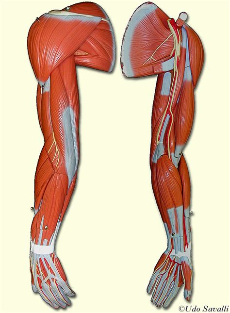 BIO201-Arm Muscles