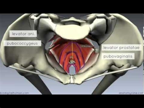 Pelvic Floor Part 1 - The Pelvic Diaphragm - 3D Anatomy Tutorial - YouTube