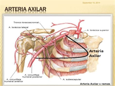 Región axilar anatomia