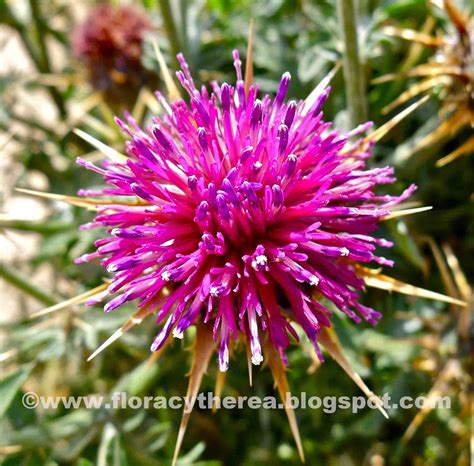 Flora cytherea: Κενταύρια των Κυθήρων
