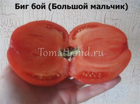 Томат Биг Бой: описание сорта, ОТЗЫВЫ, фото | tomatland.ru