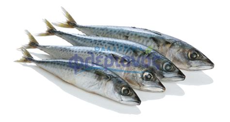 Σκουμπρί oλοκληρο – Mackerel | Flerianos.gr