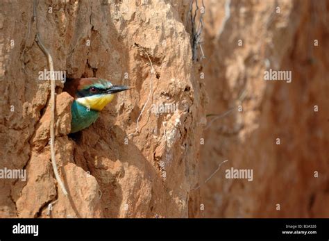 a photograph of a bird Stock Photo - Alamy