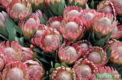 תוצאת תמונה עבור ‪протея‬‏ | Australian native flowers, Protea flower ...