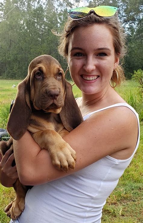 Liver And Tan Bloodhound