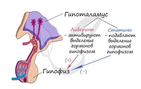 Эндокринная система, подготовка к ЕГЭ по биологии