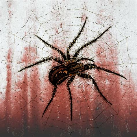 spider web web art web spider spider web art halloween spider web