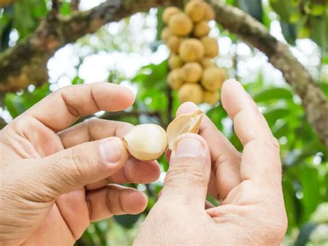 manfaat buah langsat  kesehatan wama news  wama media