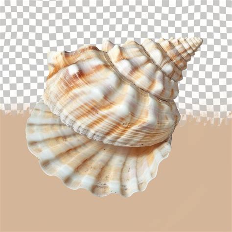 premium psd  shell   shell   white background