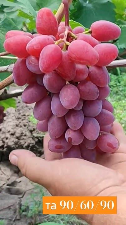 Спогади літа в гостях у Олександр Гладкий (Кропивницький) відео тут👇 # ...
