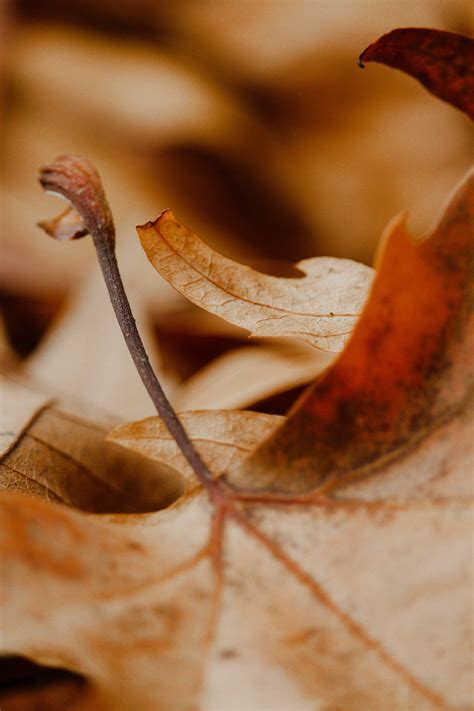 31,683+ Best Free Seasons Stock Photos & Images · 100% Royalty-Free HD ...