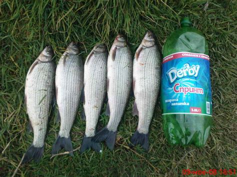 фен клуб-скобар - Fishing Mania Форум