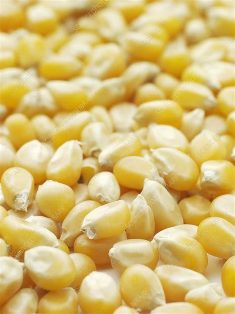 Popping corn - Stock Image - F003/3702 - Science Photo Library