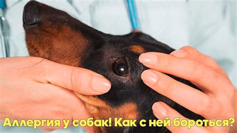 АЛЛЕРГИЯ У СОБАК И КОШЕК - Симптомы, Признаки, Лечение. Советы ...
