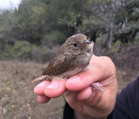 house wren song 1