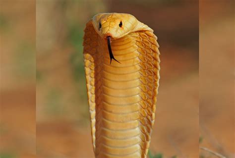 Snake Catcher Dies After Highly Venomous Cape Cobra Bite - Newsweek