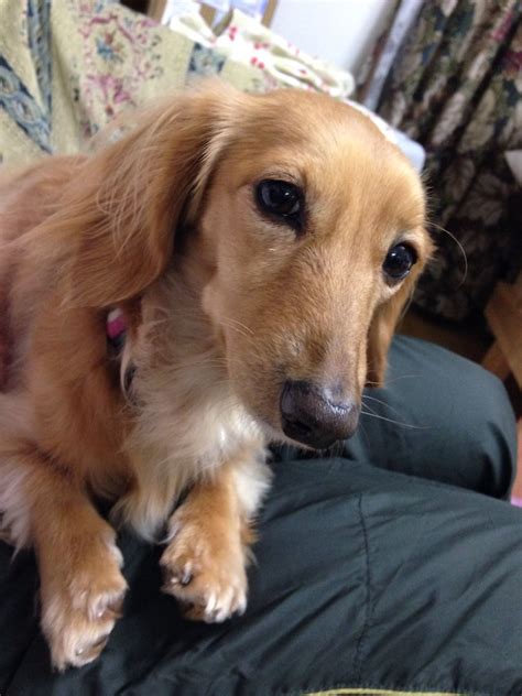 Dashhound | Puppies, Golden retriever, Animals