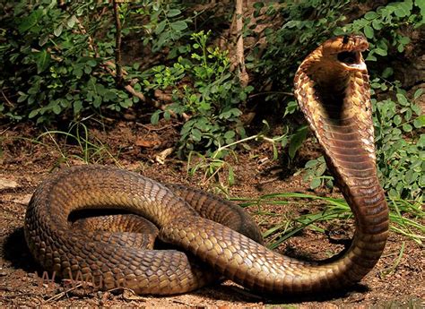 naja alchetron   social encyclopedia