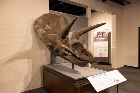Horned Dinosaurs: More than Triceratops | Exploration Exhibits