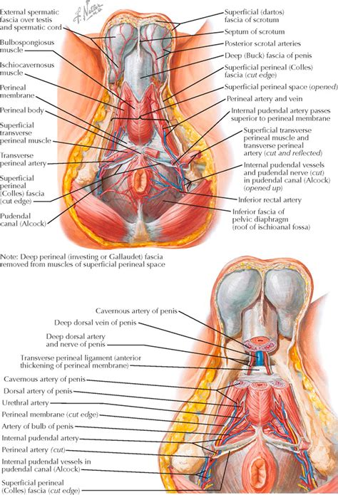 Anatomy Of Perineum