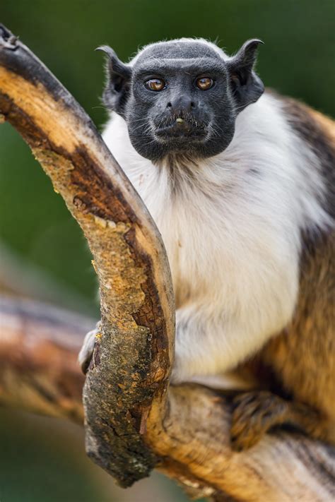 Definitive Guide To Pied Tamarin Facts, Habitat, Conservation Status ...