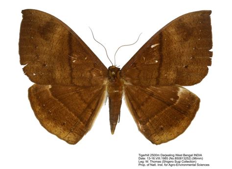 Dr. Vladimir S. Kononenko & Bro. Amnuay Pinratana, Moths of Thailand ...