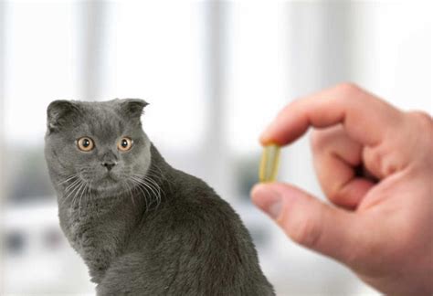 Antibiotics To Treat Cat Diarrhea: FAQ With Our Veterinarian