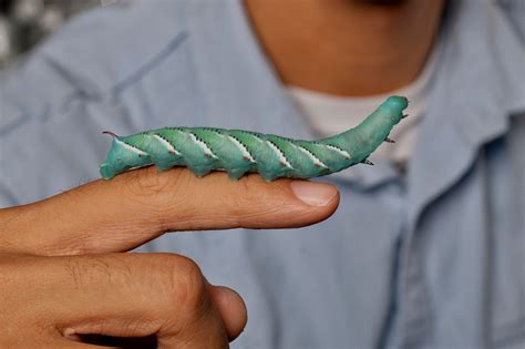 Hornworms