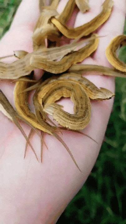 The Crocodile Tail