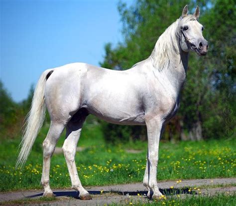 Красивые фото лошадей