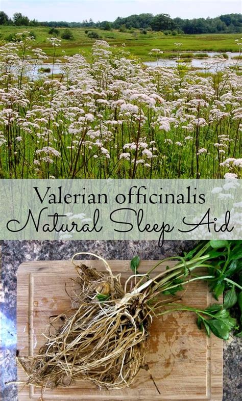 Grow Valerian as a Natural Sleep Aid - Lovely Greens