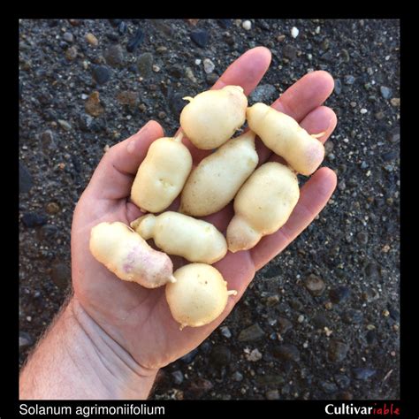 Wild Potatoes - Catalog Page - Cultivariable