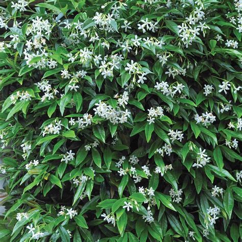 Star Jasmine Evergreen Climbing Garden Plant for Trellis, Fences and