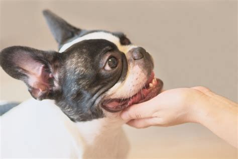 短頭種について | ペットクリニック.com