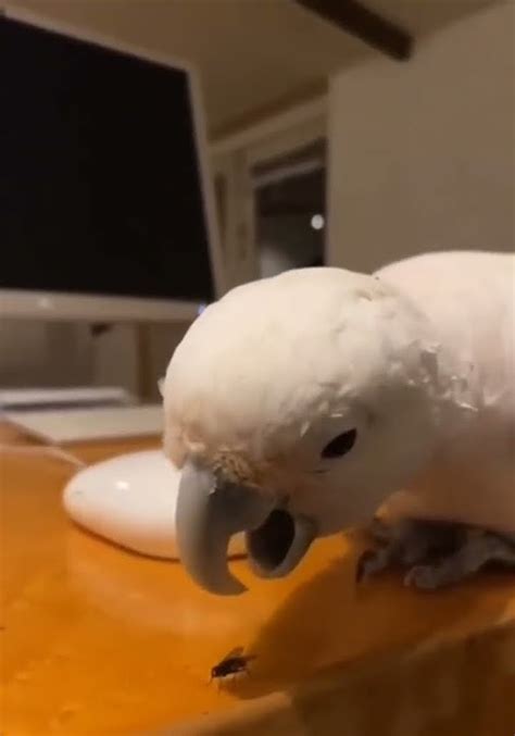 Папугайчик parrot - YouTube