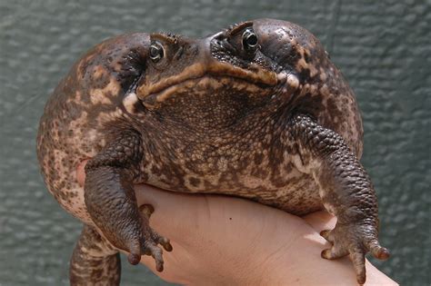 Cane Toads Eating