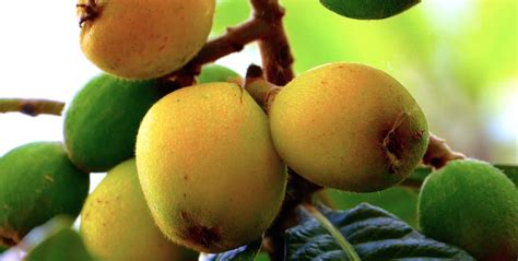 Loquats Sicily Nature · Free photo on Pixabay