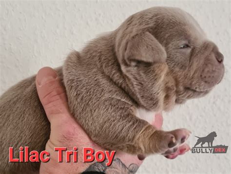 American Bully Puppies Pocket Merle - BullyDEX